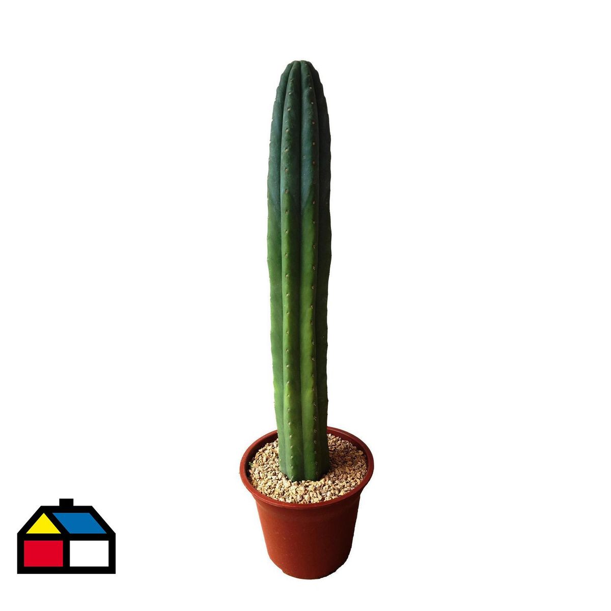FEROXCACTUS - Cactus Columnar 60 cm Natural CT25