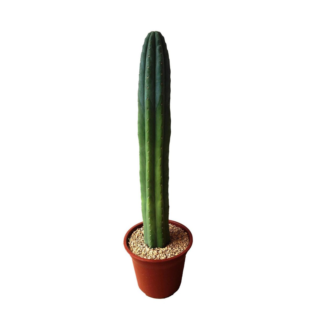 FEROXCACTUS - Cactus Columnar 60 cm Natural CT25