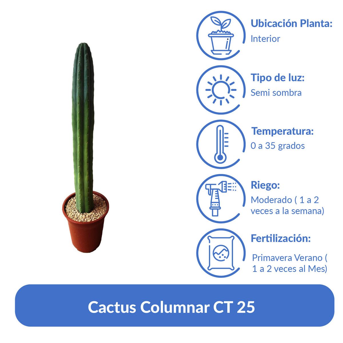 Cactus Columnar 60 cm Natural CT25, marca FEROXCACTUS - Foto 2