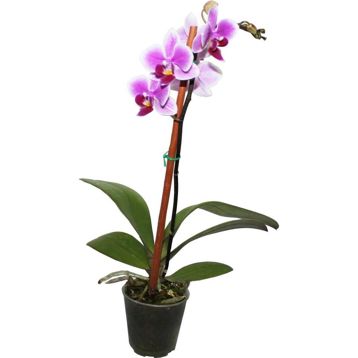 CHILE ORCHIDS - Orquidea Phalaenopsis Mini 30 cm Natural CT6