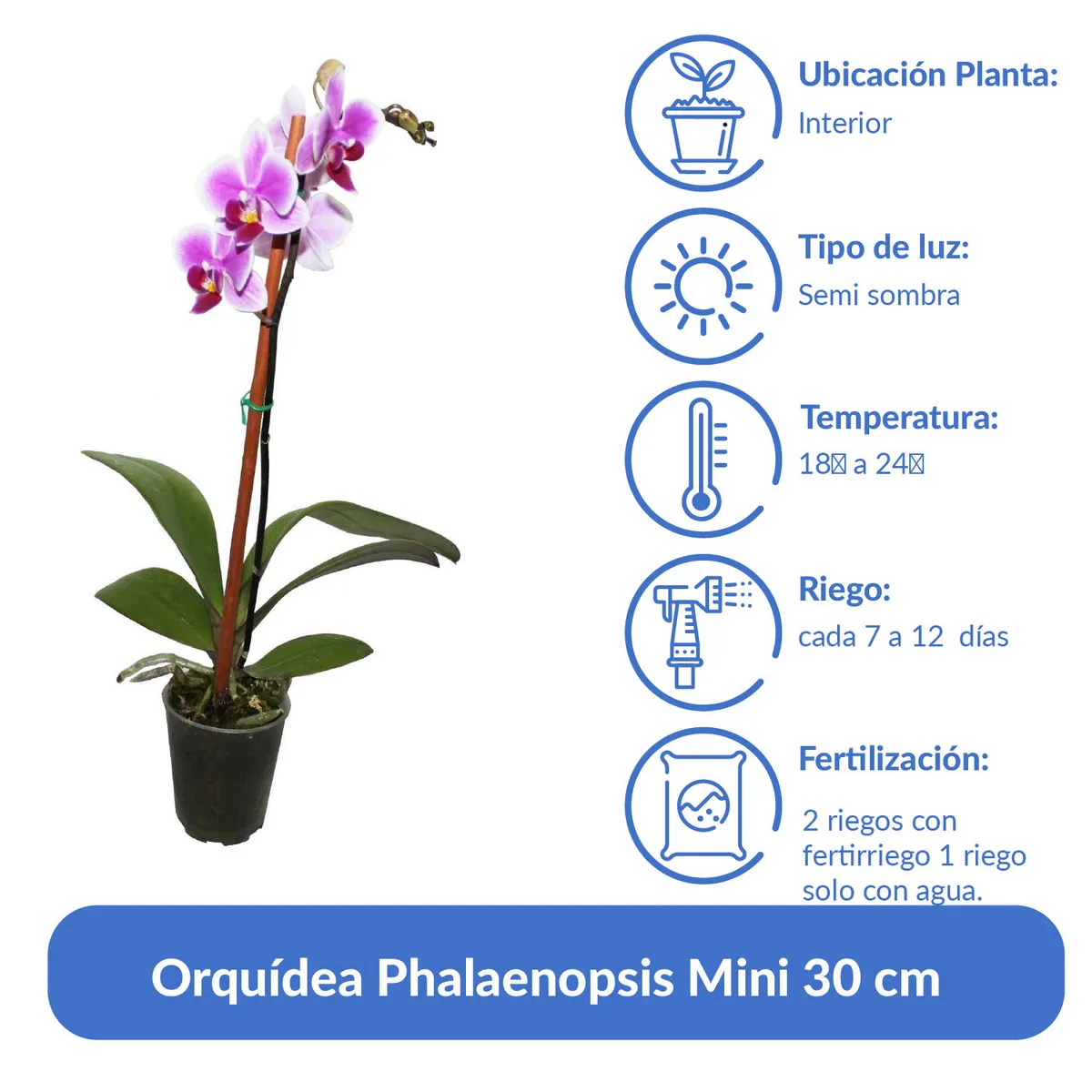 CHILE ORCHIDS - Orquidea Phalaenopsis Mini 30 cm Natural CT6