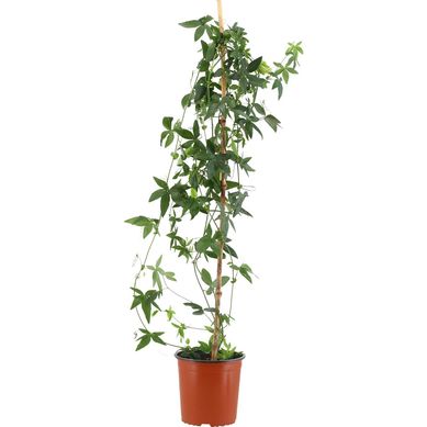 Passiflora 80 cm Natural CT17
