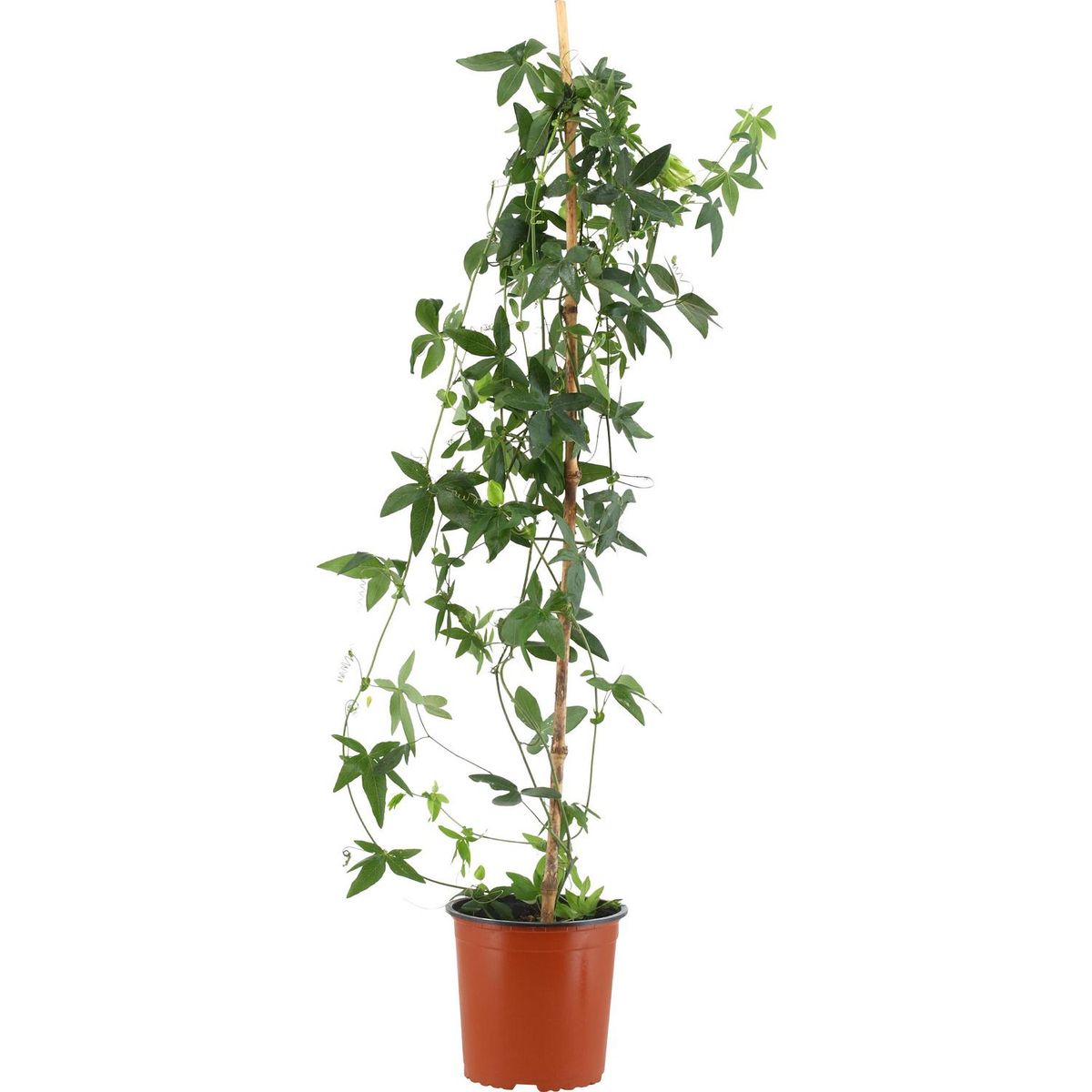 LAS BANDURRIAS - Passiflora 80 cm Natural CT17