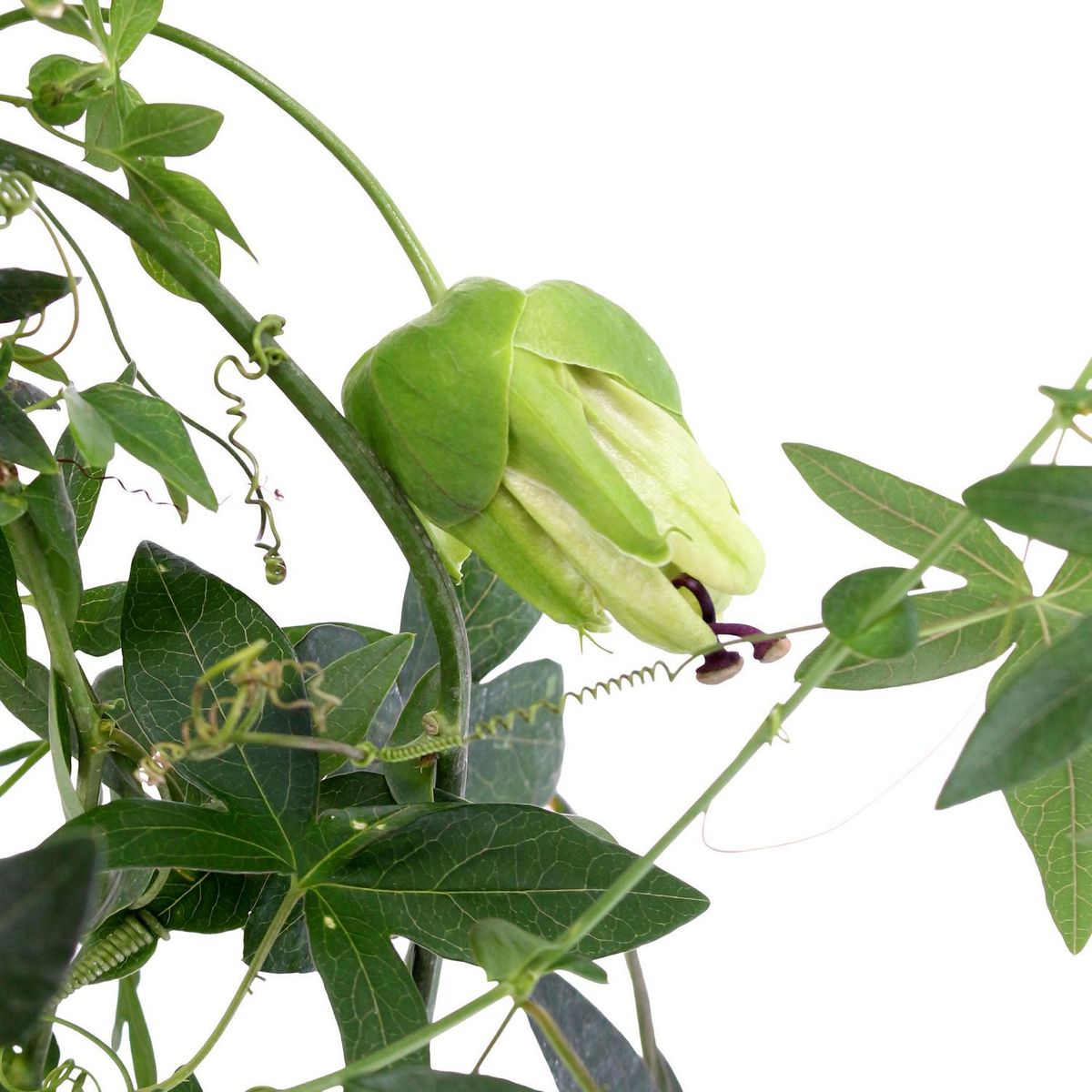 LAS BANDURRIAS - Passiflora 80 cm Natural CT17