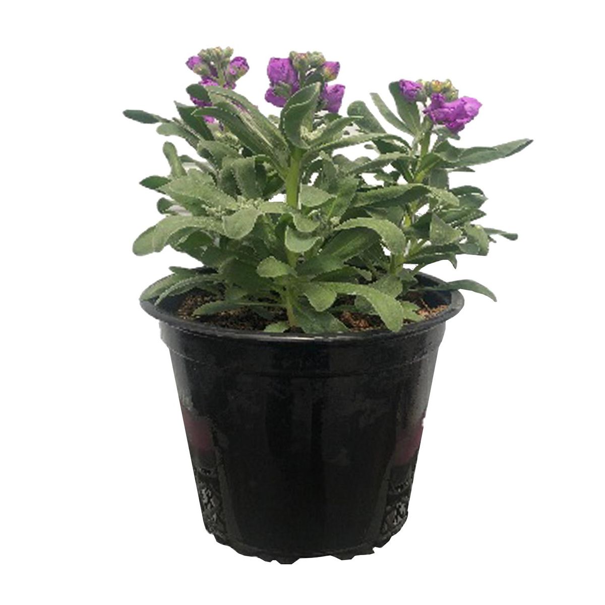 FLORES DE MI TIERRA - Aleli x 3 35 cm Natural CT19