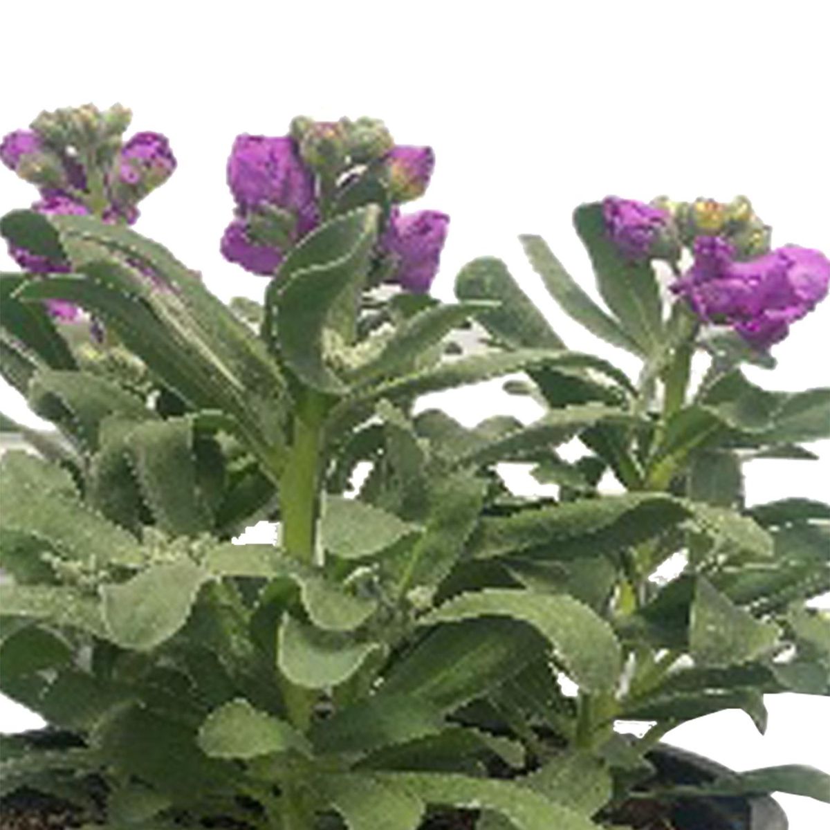 FLORES DE MI TIERRA - Aleli x 3 35 cm Natural CT19