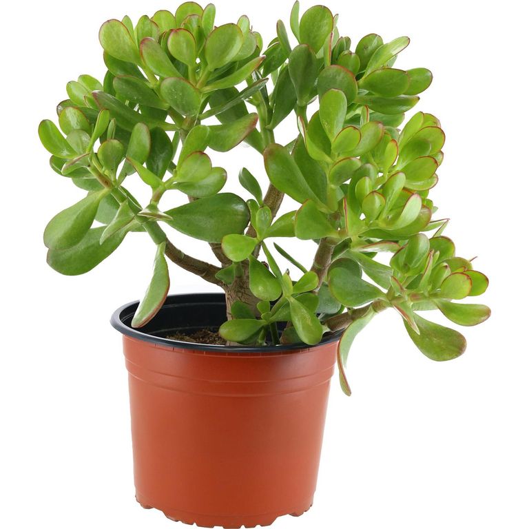 Jade 25 cm Natural CT21