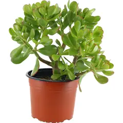 LAS BANDURRIAS - Jade 25 cm Natural CT21