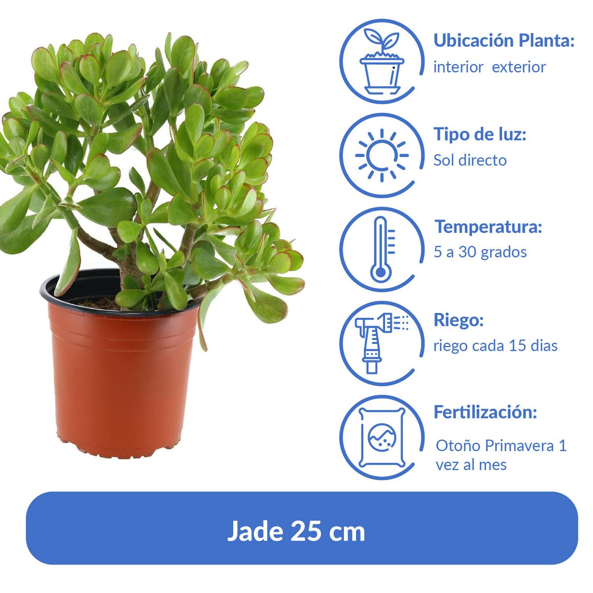 LAS BANDURRIAS - Jade 25 cm Natural CT21