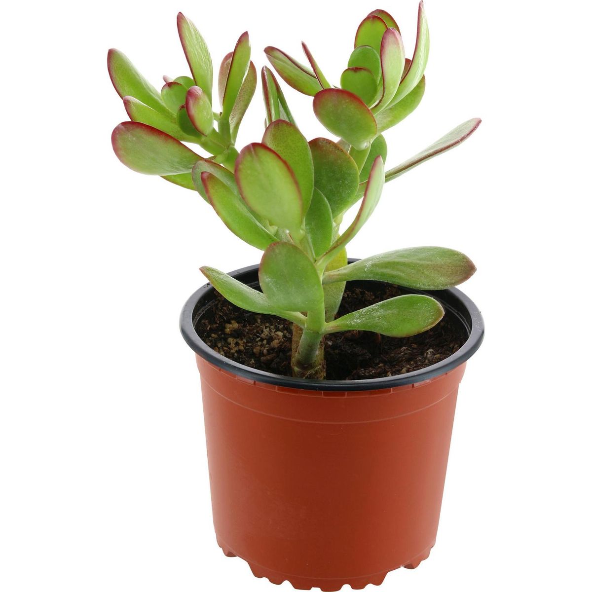 LAS BANDURRIAS - Jade 20 cm Natural CT13