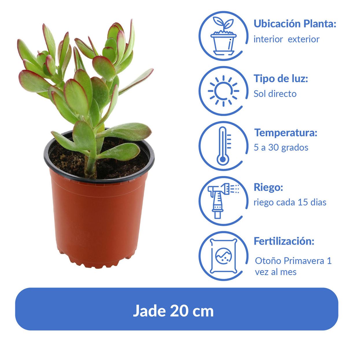 LAS BANDURRIAS - Jade 20 cm Natural CT13