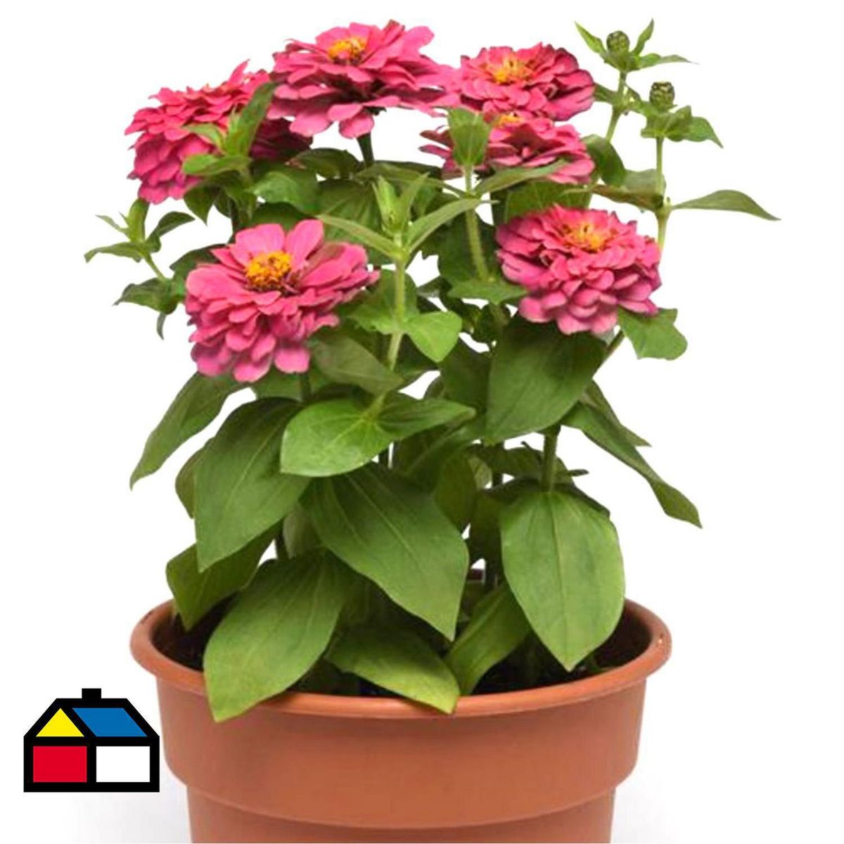 FLORES DE MI TIERRA - Zinnia Zesty 40 cm Natural CT21