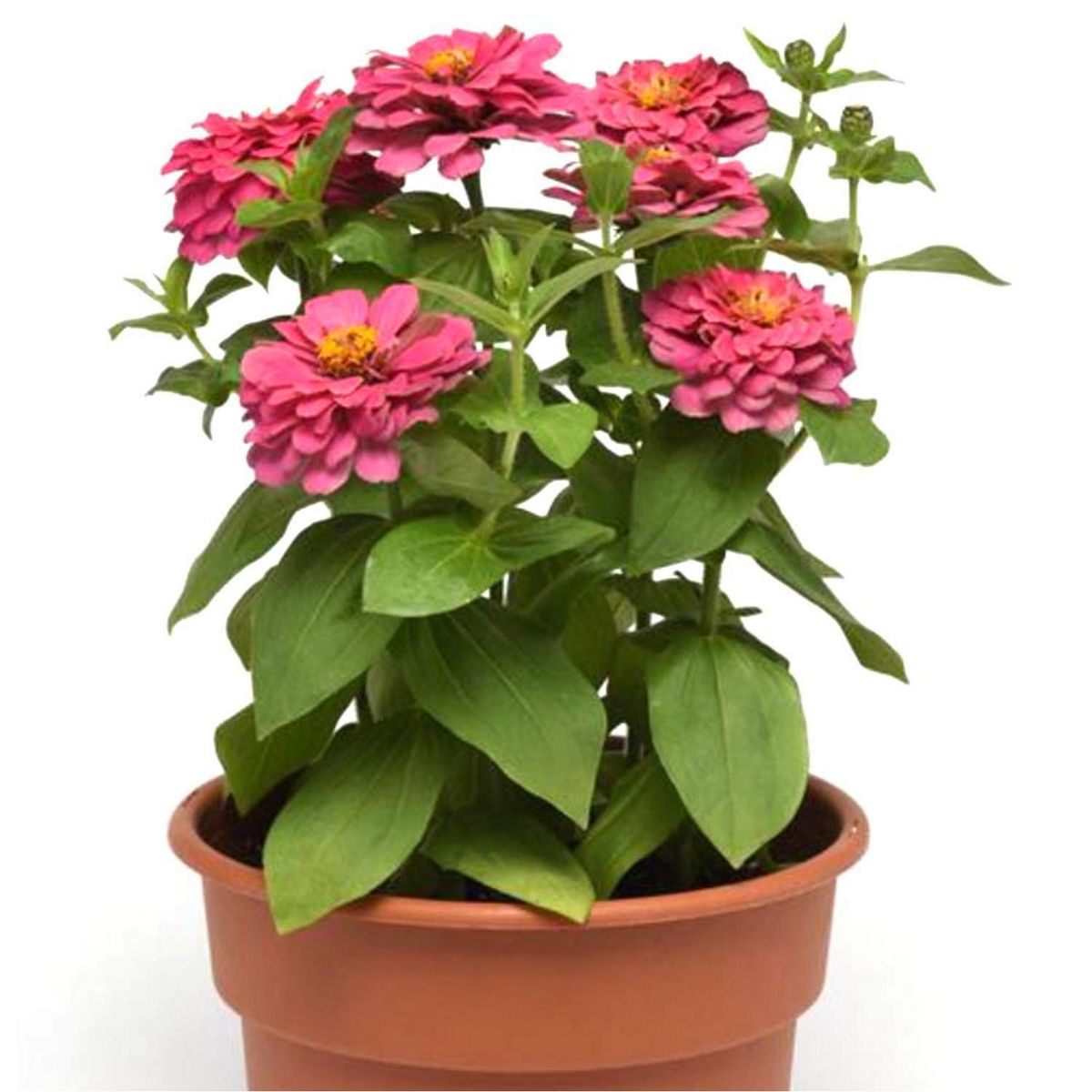 FLORES DE MI TIERRA - Zinnia Zesty 40 cm Natural CT21