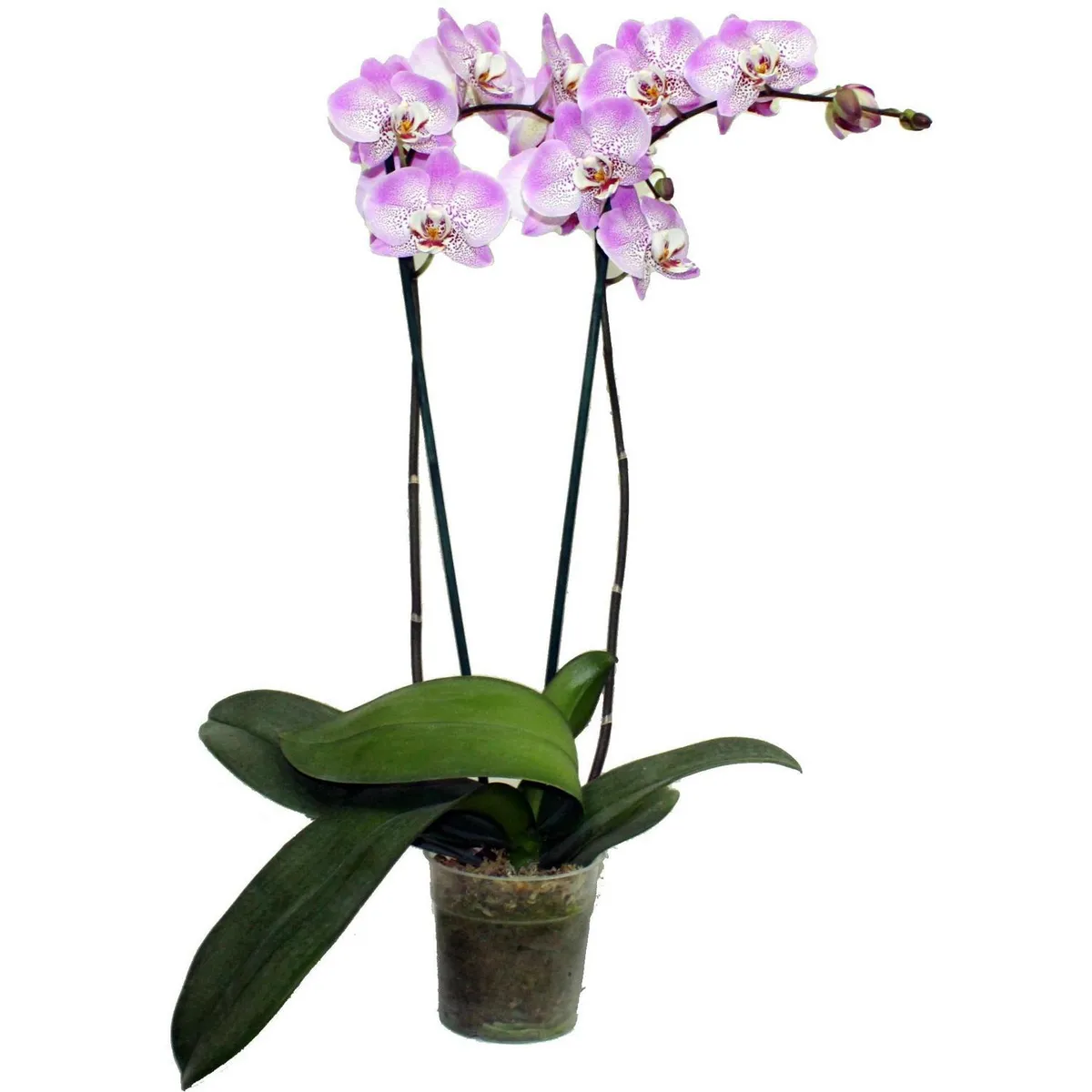 CHILE ORCHIDS - Orquidea Phalaenopsis 65 cm Natural CT