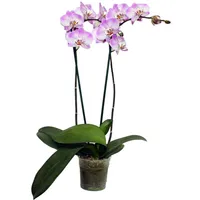 Orquidea Phalaenopsis 65 cm Natural CT