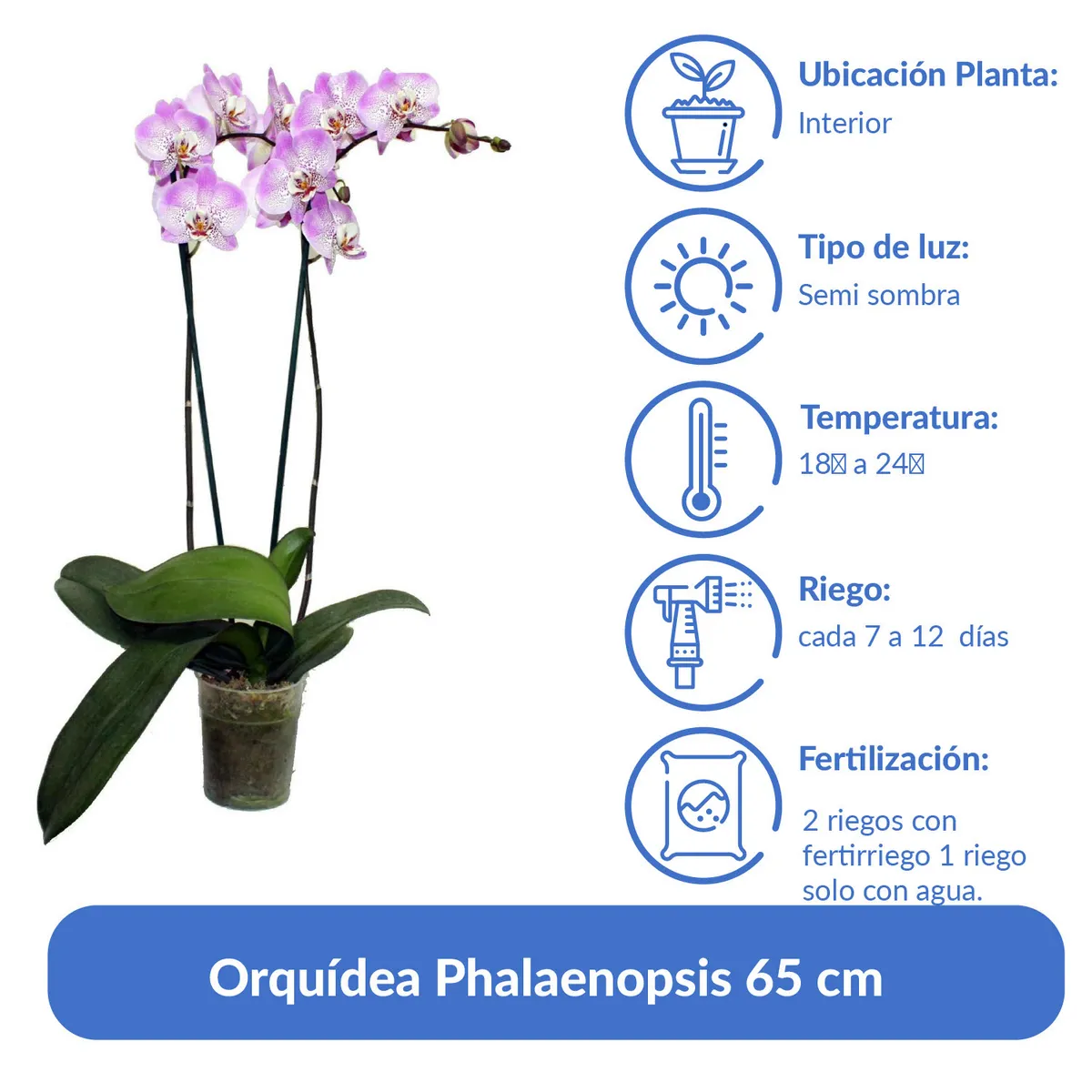 CHILE ORCHIDS - Orquidea Phalaenopsis 65 cm Natural CT