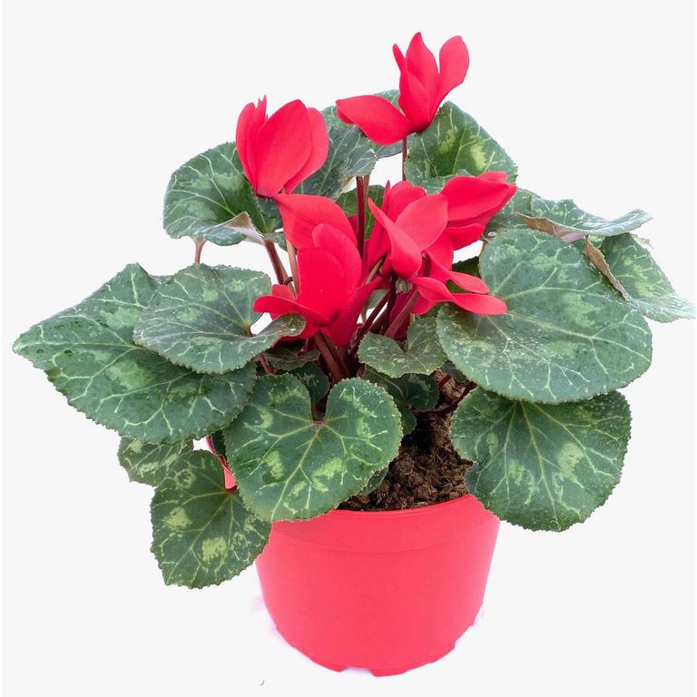 Cyclamen 15 cm Natural CT15