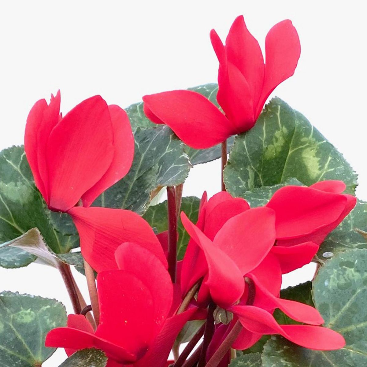 FLORES DE MI TIERRA - Cyclamen 15 cm Natural CT15