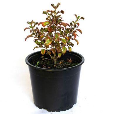 Coprosma 0,2 m