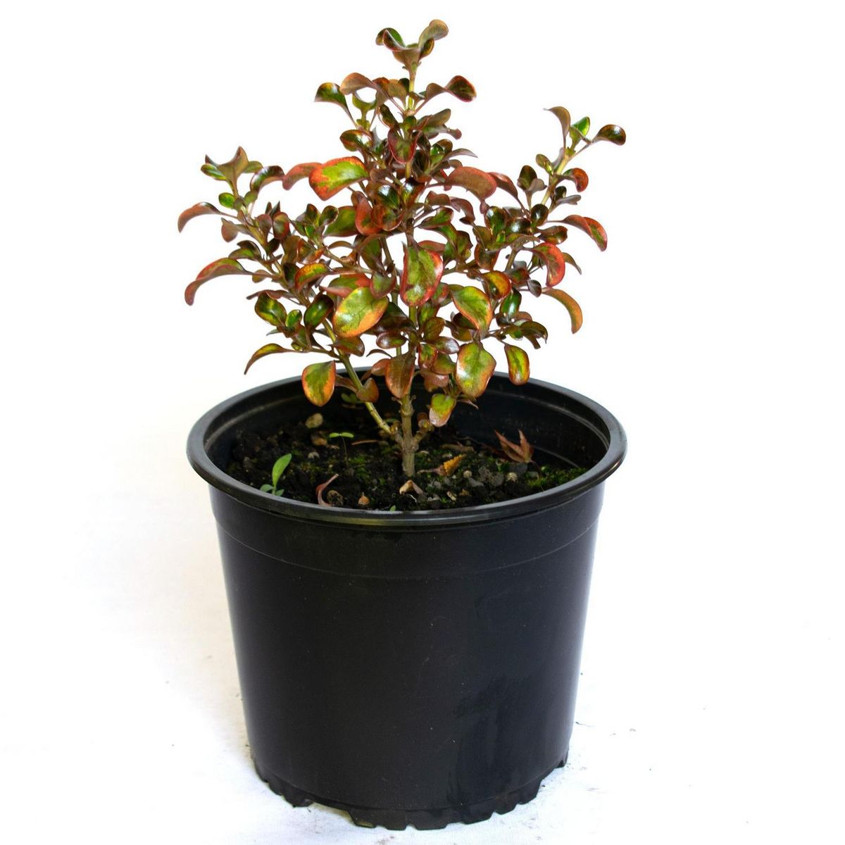 VIVERO LOS BOLDOS - Planta Coprosma Natural 