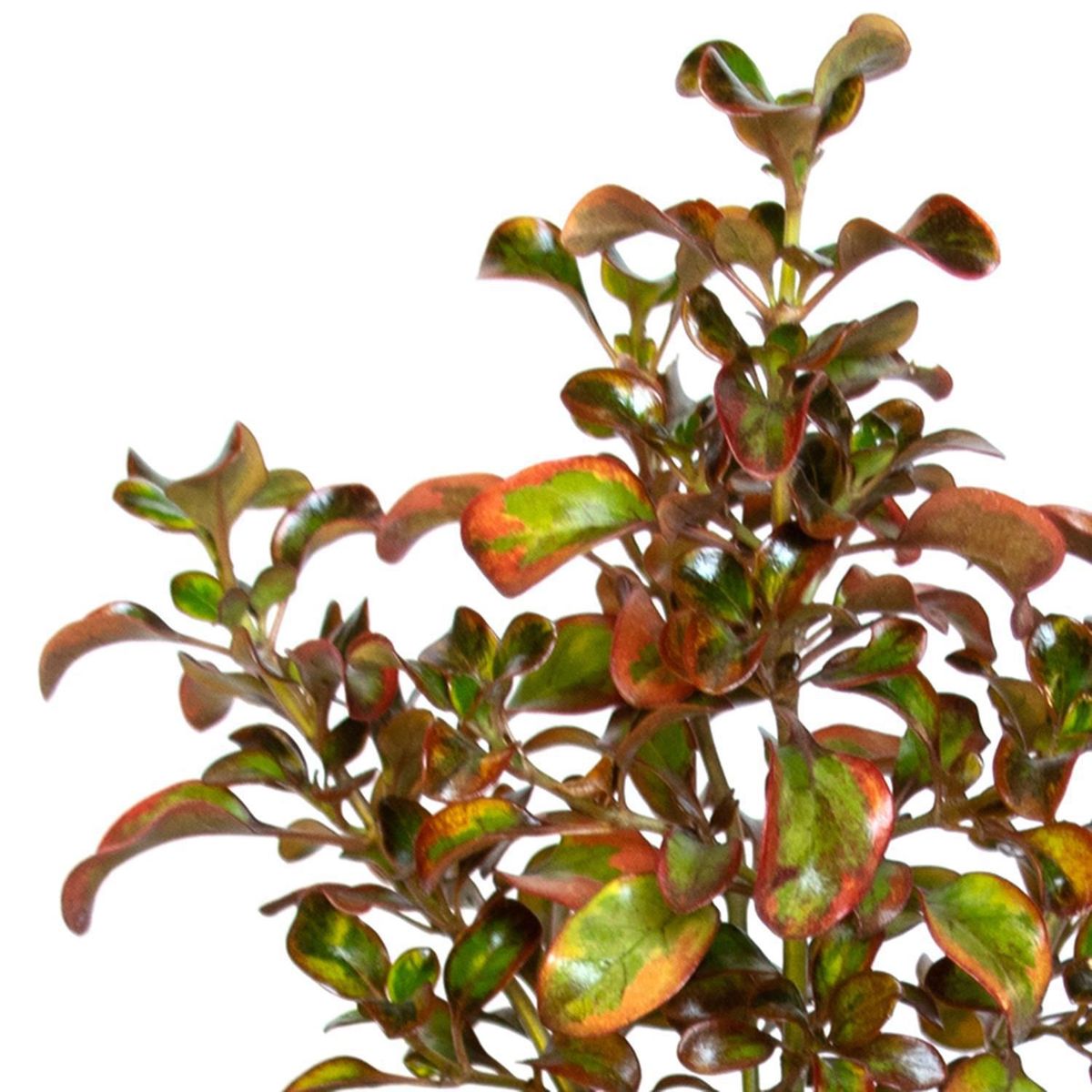 VIVERO LOS BOLDOS - Planta Coprosma Natural 