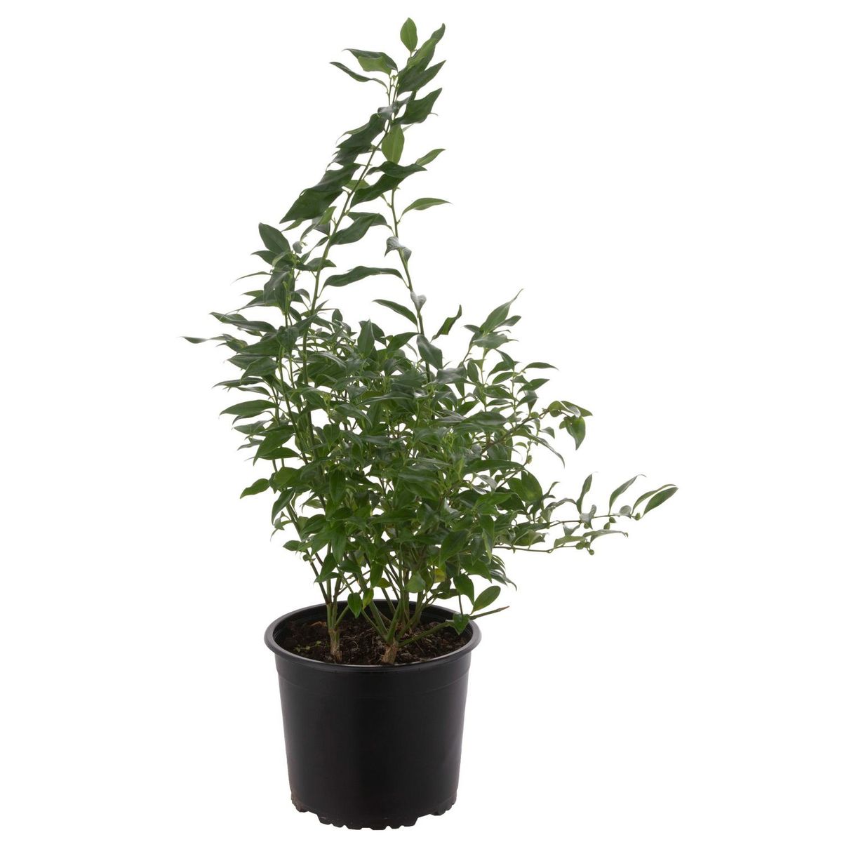 VIVERO LOS BOLDOS - Arbusto Sarcococa Natural 