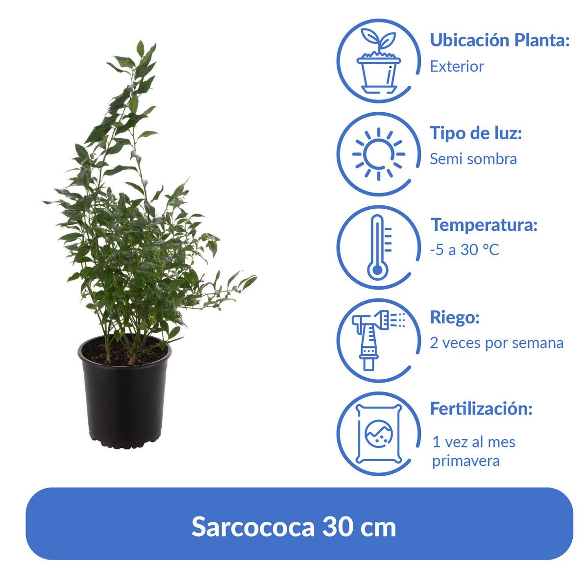 VIVERO LOS BOLDOS - Arbusto Sarcococa Natural 