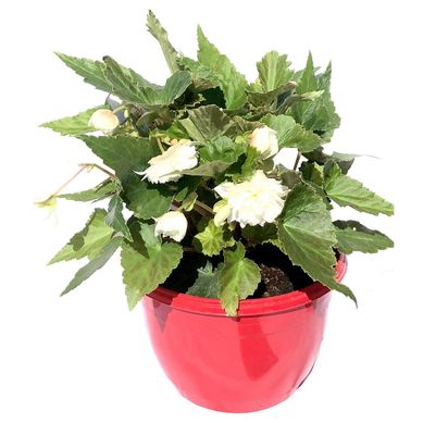 Begonia Funky Colg 25 cm Natural CT17