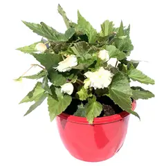 FLORES DE MI TIERRA - Begonia Funky Colg 25 cm Natural CT17