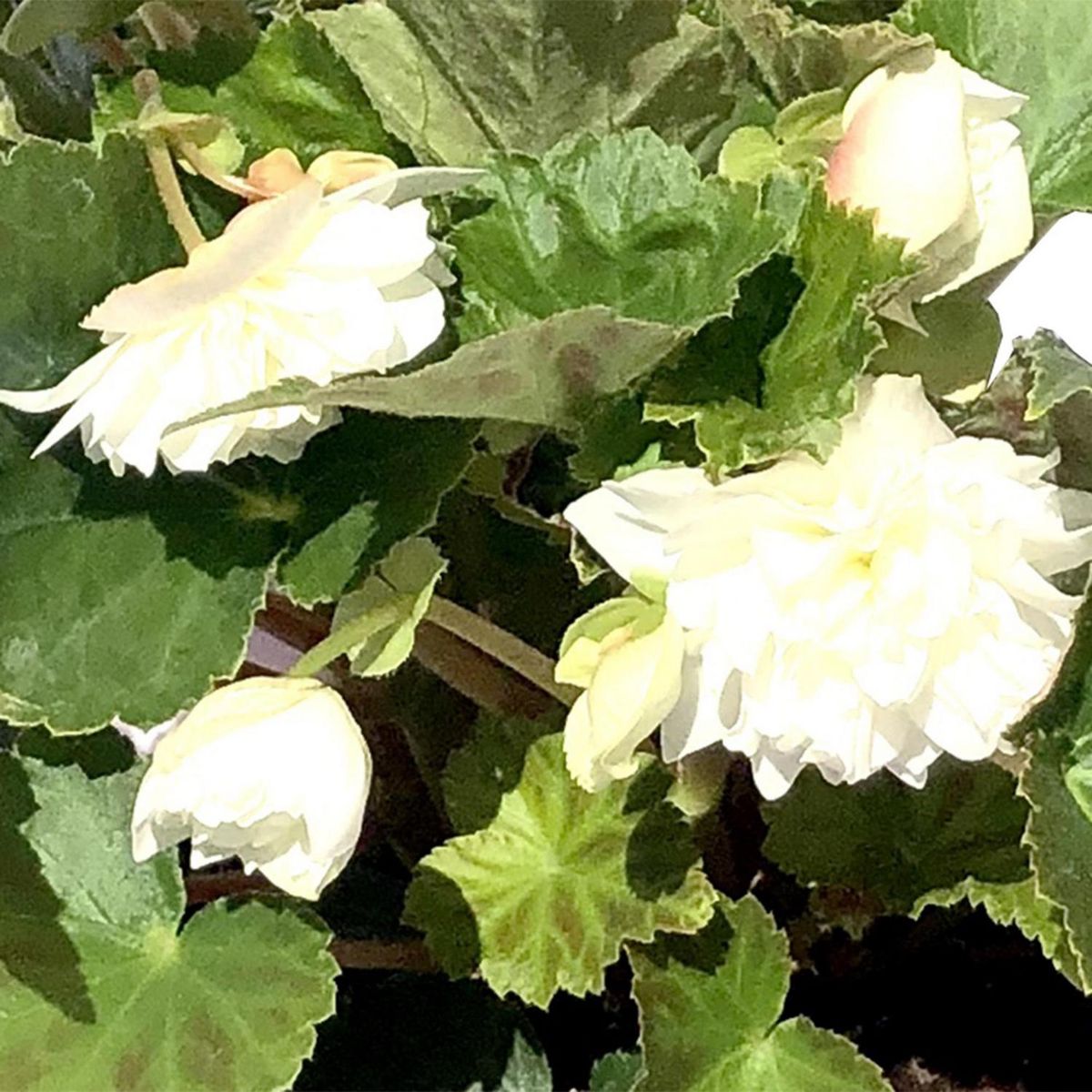 FLORES DE MI TIERRA - Begonia Funky Colg 25 cm Natural CT17