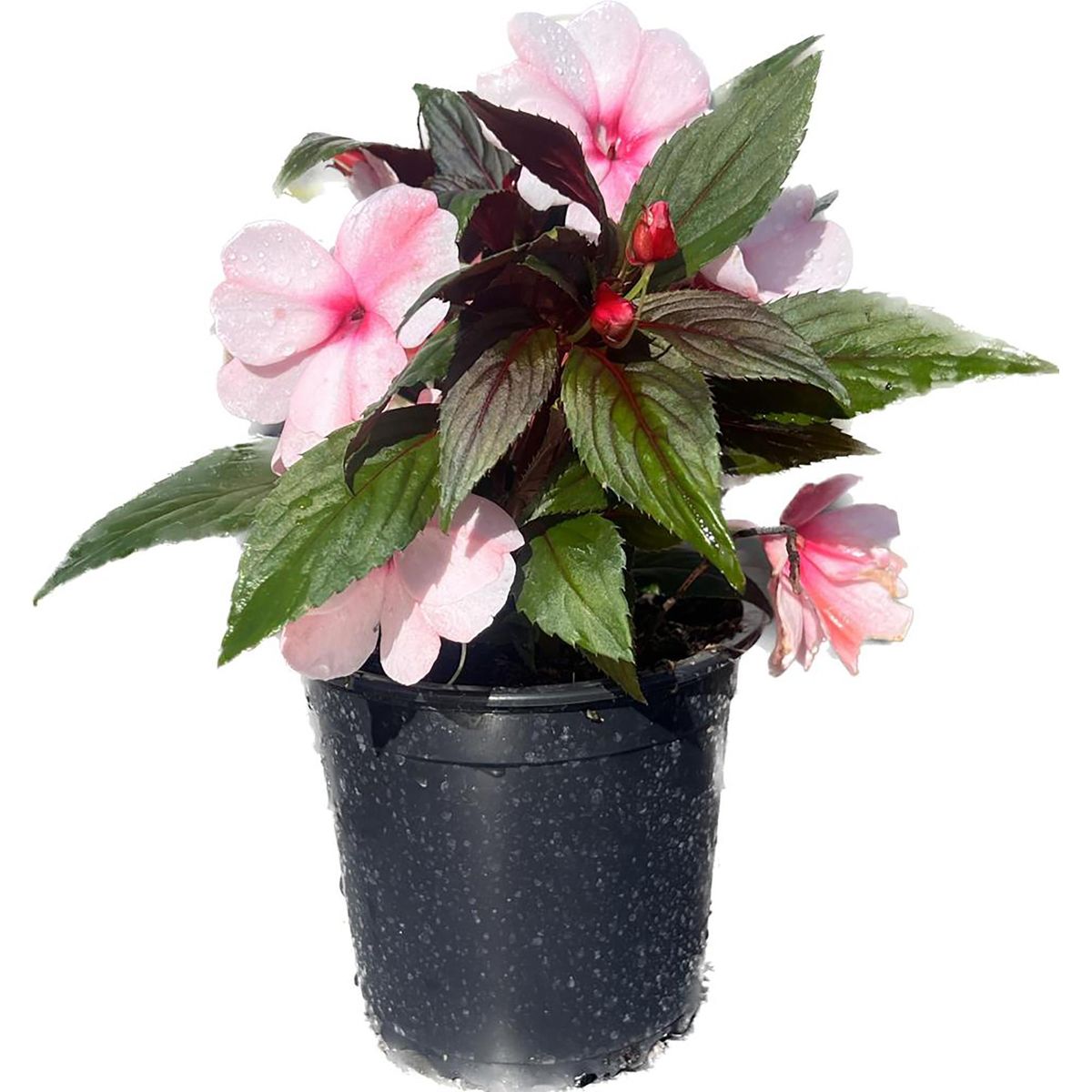 FLORES DE MI TIERRA - Nueva Guinea Clockwork 15 cm Natural CT15