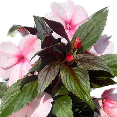 Imagen 2 del producto Nueva Guinea Clockwork 15 cm Natural CT15