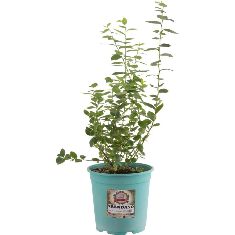 JARDIN SECRETO - Arandano 40 cm Natural CT24