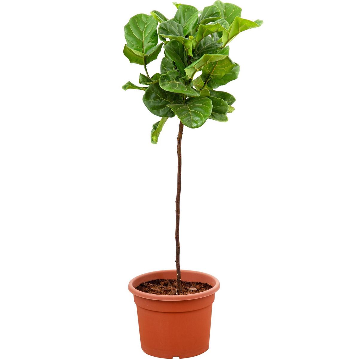 LAS BANDURRIAS - Ficus Lyrata Pie Alt 100 cm Natural CT32
