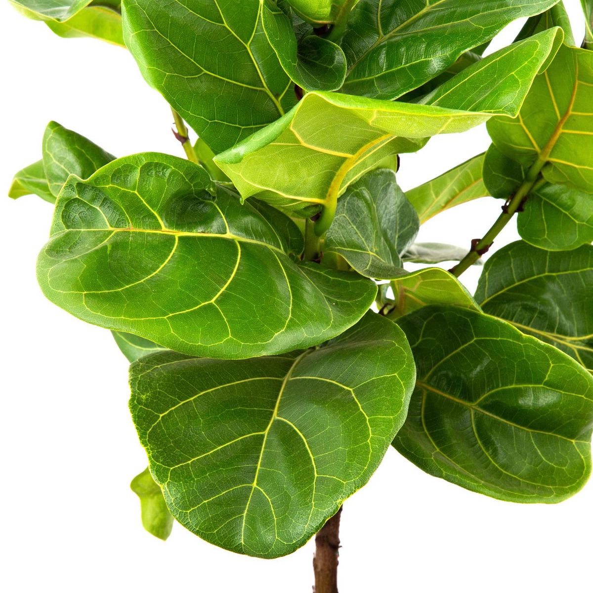 LAS BANDURRIAS - Ficus Lyrata Pie Alt 100 cm Natural CT32