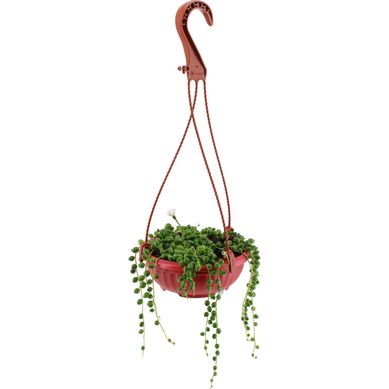 Rosario 20 cm Natural CT
