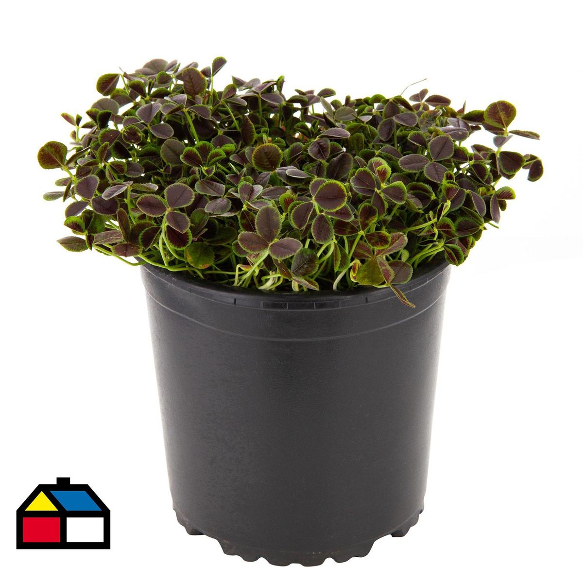 LAS BANDURRIAS - Oxalis Triangularis 20 cm Natural CT13