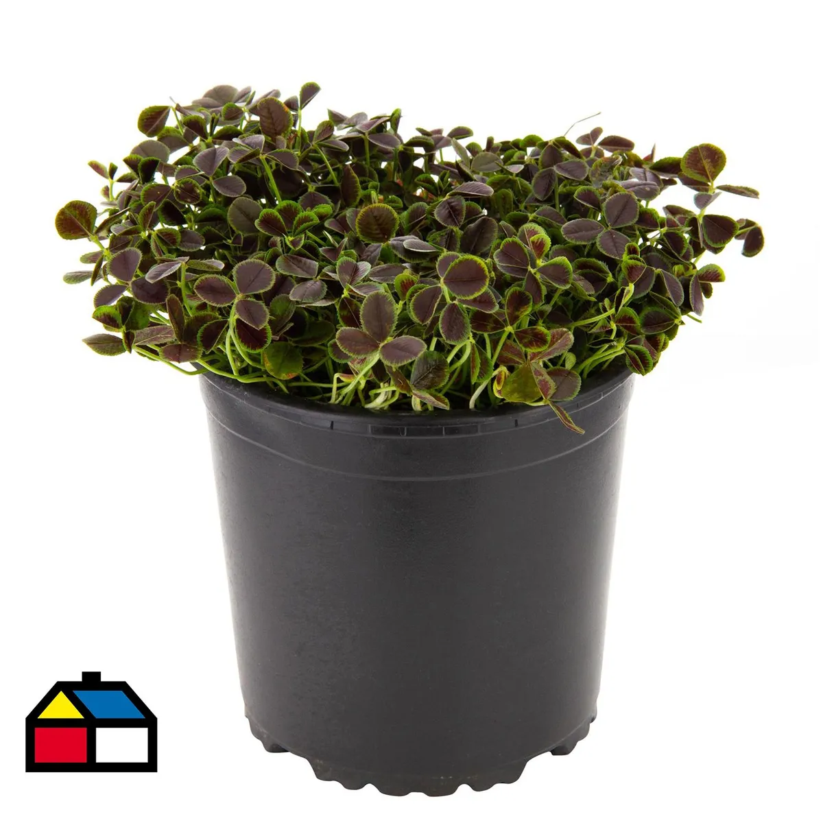 LAS BANDURRIAS - Oxalis Triangularis 20 cm Natural CT13