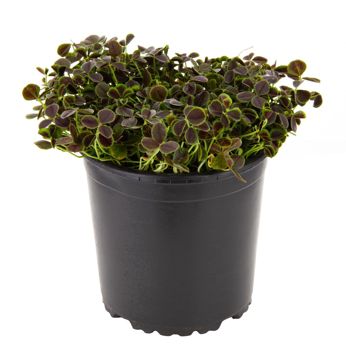 LAS BANDURRIAS - Oxalis Triangularis 20 cm Natural CT13