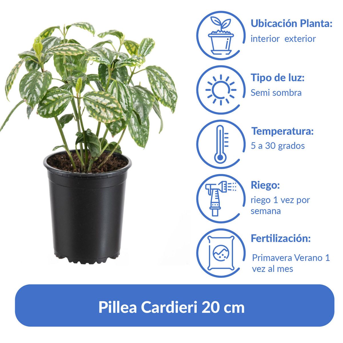 LAS BANDURRIAS - Pillea Cardieri 20 cm Natural CT13