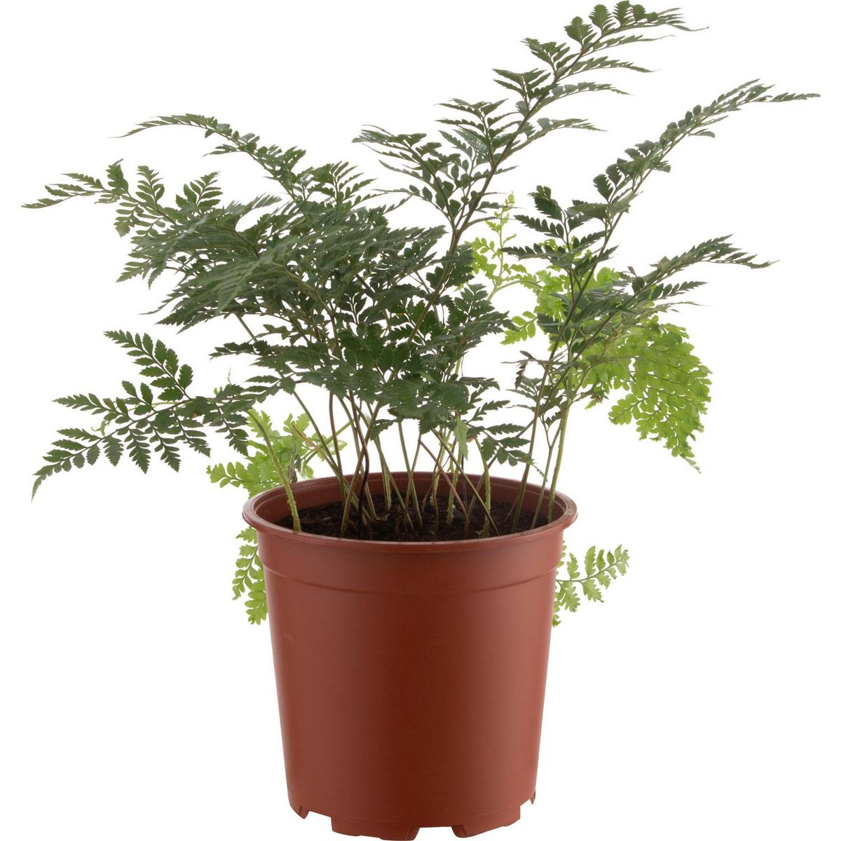 LAS BANDURRIAS - Helecho Rumohra Natural 25 cm