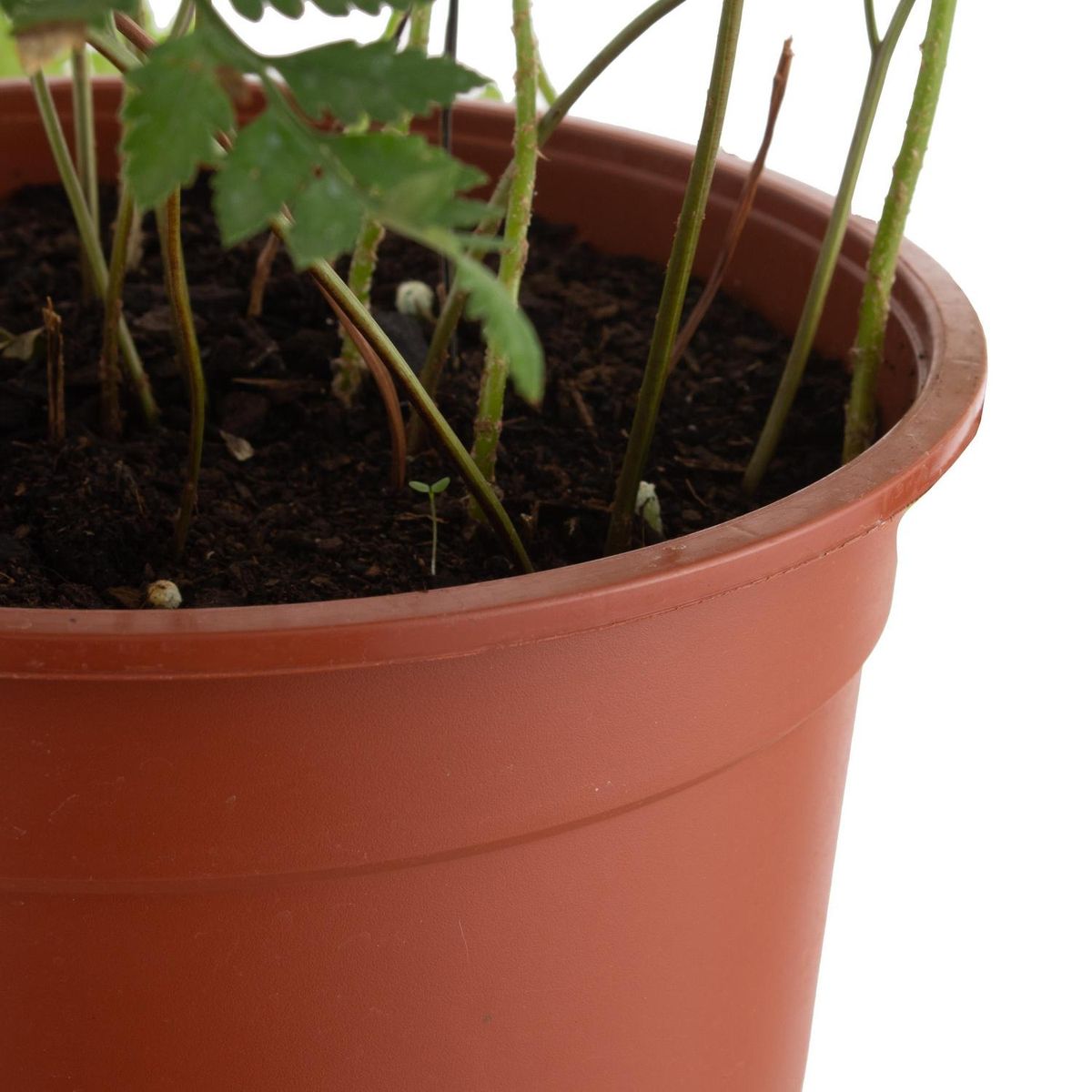 LAS BANDURRIAS - Helecho Rumohra Natural 25 cm