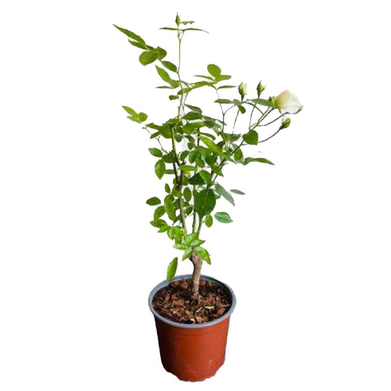 Rosa Iceberg 30 cm Natural CT17