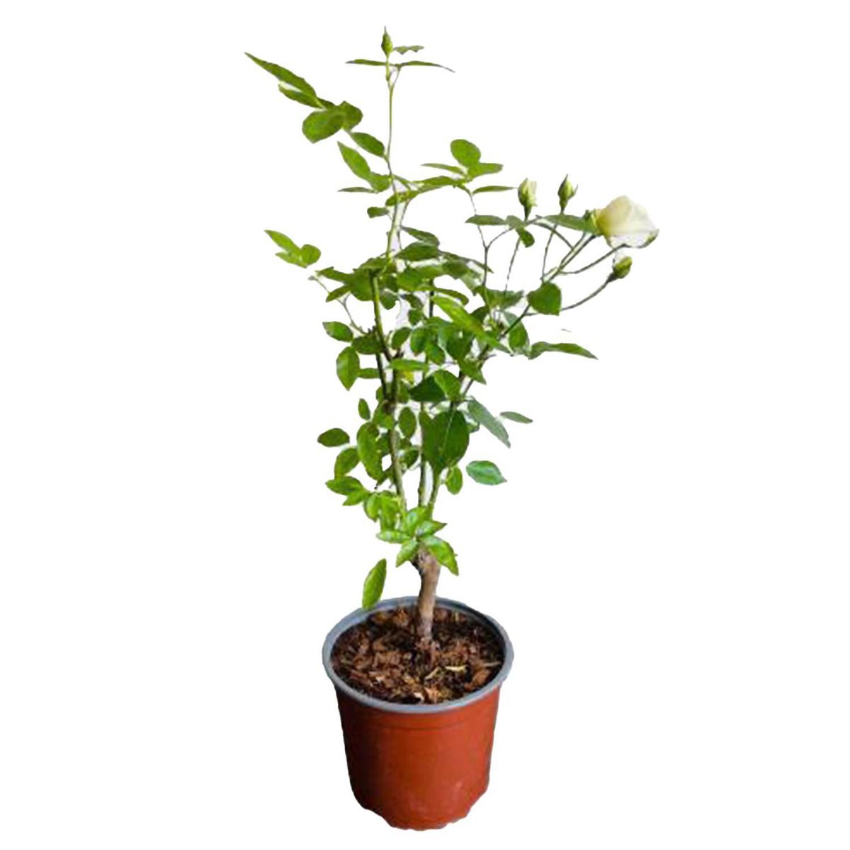 LAS BANDURRIAS - Rosa Iceberg 30 cm Natural CT17