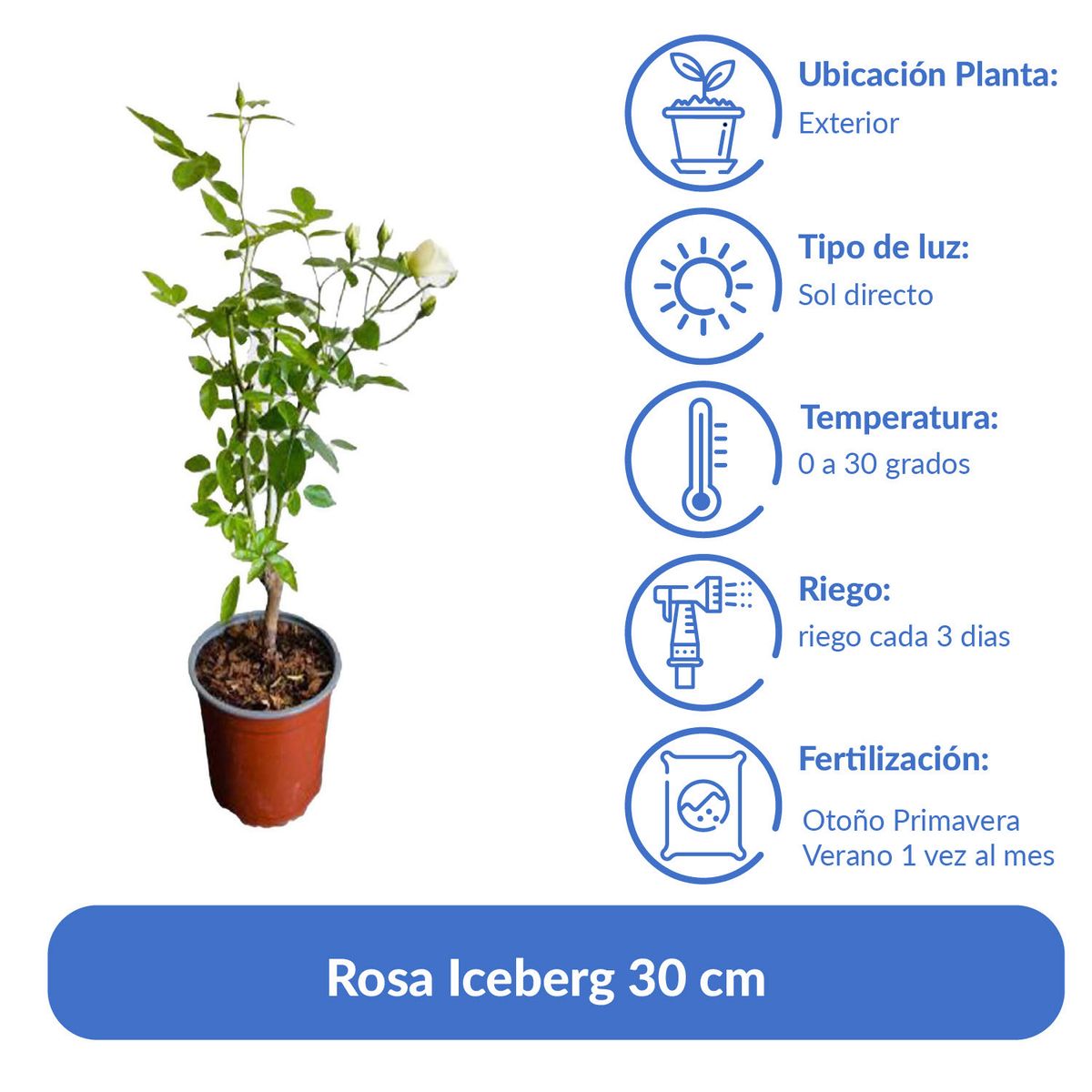 LAS BANDURRIAS - Rosa Iceberg 30 cm Natural CT17