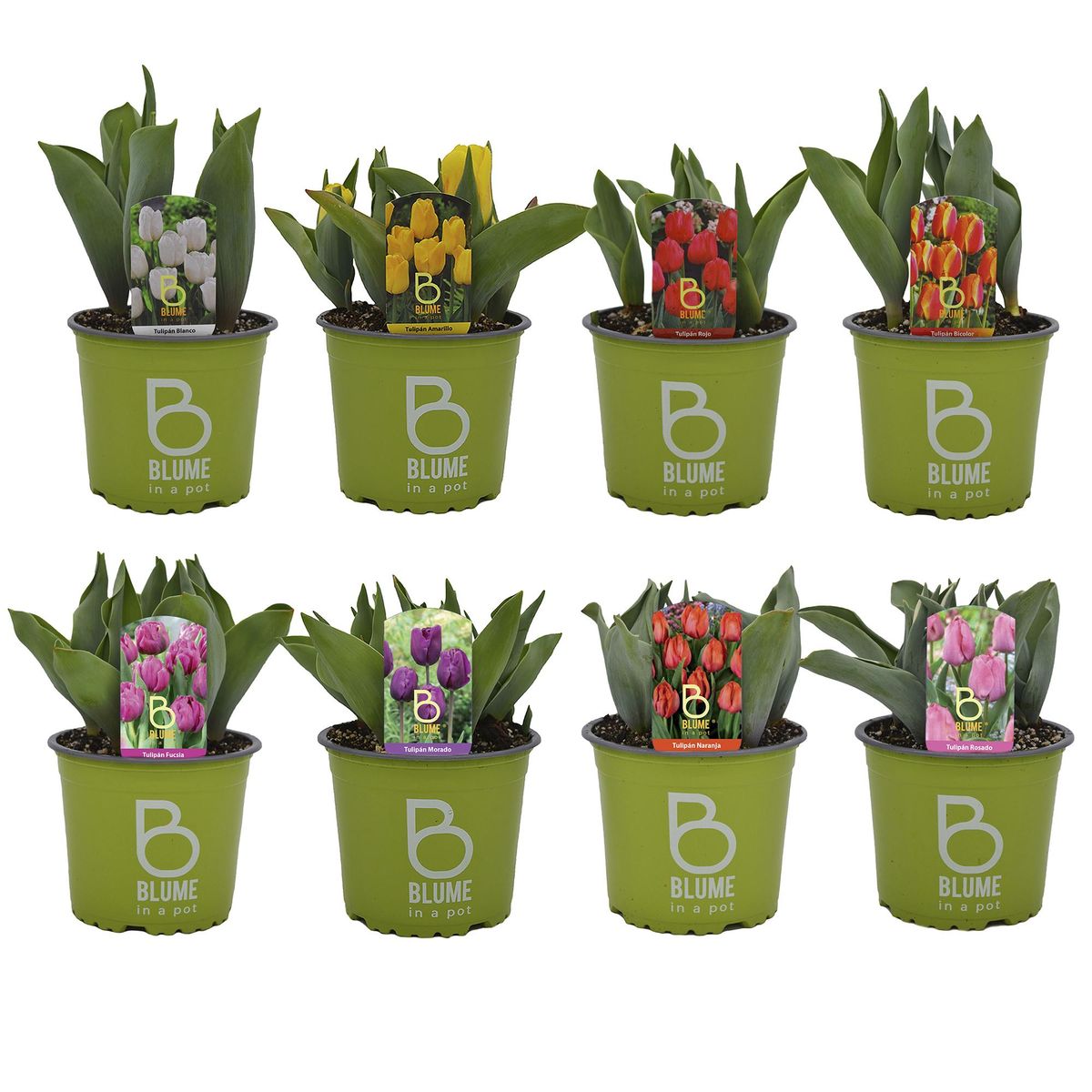 BLUME IN A POT - Tulipan x 4- 5 Bulb 35 cm Natural CT15