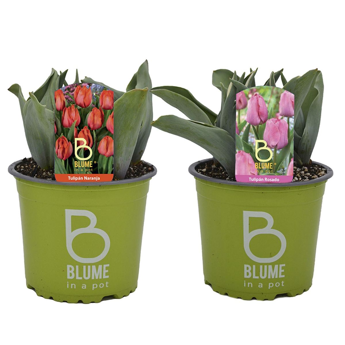 BLUME IN A POT - Tulipan x 4- 5 Bulb 35 cm Natural CT15