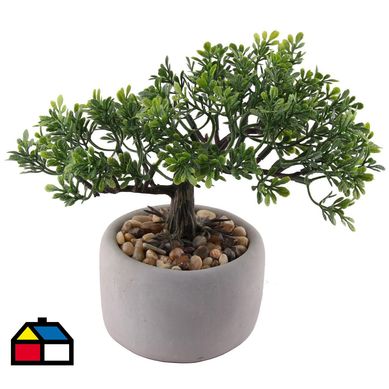 Bonsai 19 cm hoja boj