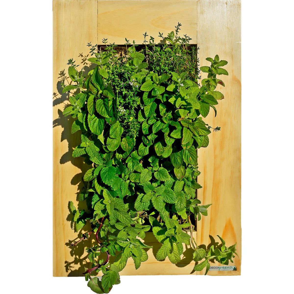 DECOGREEN - Cuadro verde pino 10 espacios de plantación