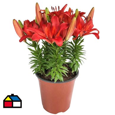 Lilium x3 bulbos 0,35 cm